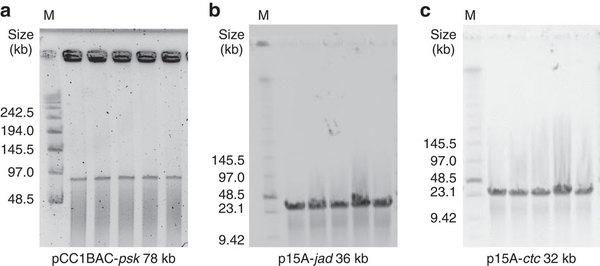 图二：应用CATCH技术克隆芽孢（a），杰多霉素（b），金霉素（c）生物合成基因簇鉴定结果 